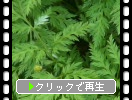 福寿草の葉