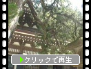 鎌倉・円覚寺「仏殿そばのビャクシン」