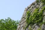 姫路城の野草が生える石垣