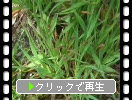 コバンソウの緑葉
