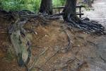 古木の根