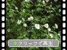 シロヤマブキの花