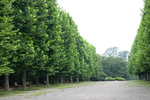 東京のプラタナス並木