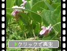 伊豆大島のハマナタマメ（浜鉈豆）