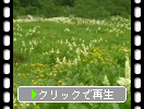 駒ヶ岳千畳敷カールの花たち
