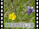 春の野花