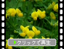 ミヤコグサの花