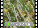 那須岳のチガヤと黄葉