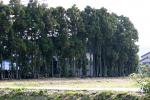 富山郊外の民家を守る杉の防風林「かいにょ」