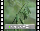 タチギボウシの種子