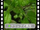 ロウアガキ（老鴉柿）の緑葉と蕾