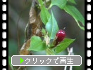 ツルリンドウの赤い実