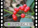 ミヤマシキミの晩秋の赤い実