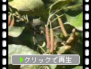 ハンノキの雄花序と果穂