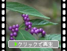 コムラサキシキブの紫の実