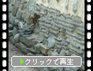 聖福寺の博多塀
