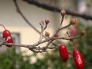 サンシュユの花芽と赤い実