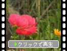 2月の南房総「花摘み園の花たち」