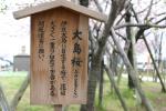 大島桜の説明板