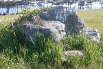 波戸岬の草原と岩と松並