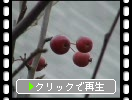 ヒメリンゴの赤い実