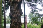 小田原城址のイヌマキ巨木