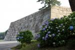 江戸城の「天守台」石垣とアジサイ