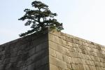 江戸城の「天守台石垣」と松