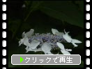 ガクアジサイの花