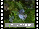 ワスレナグサ（勿忘草）の花