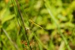 黄糸蜻蛉