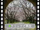 癒しの音楽「桜」