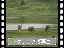 緑の阿蘇草千里と馬たち