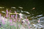 「鯉が窪池」の鯉たちとエゾミソハギ