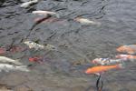 「鯉が窪池」の鯉たち