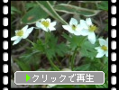 ハクサンイチゲの花