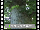 信州上田、前山寺のケヤキ大樹