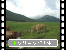 蒜山高原のジャージー牛