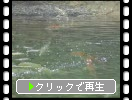 鯉が窪池の鯉たち
