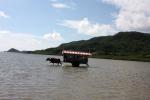 由布島と西表島を渡る水牛車