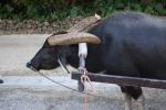 竹富島の水牛車を曳く水牛
