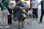 竹富島の水牛車を曳く人気者の水牛