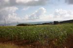 沖縄の八重山諸島・小浜島のサトウキビ畑