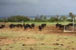 八重山諸島・小浜島の「牧場と黒牛」