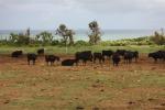 八重山諸島・小浜島の「牧場と黒牛」