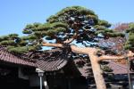 樹齢４００年以上の赤松「伏龍の松」