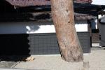 樹齢４００年以上の赤松「伏龍の松」