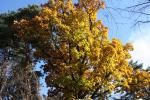角館「岩橋家」の天然記念物、黄葉したカシワの大木
