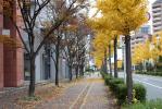 晩秋の黄葉と紅葉の街路