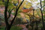 光明禅寺の苔庭